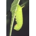 Poplar Hawk Laothoe populi  pupae